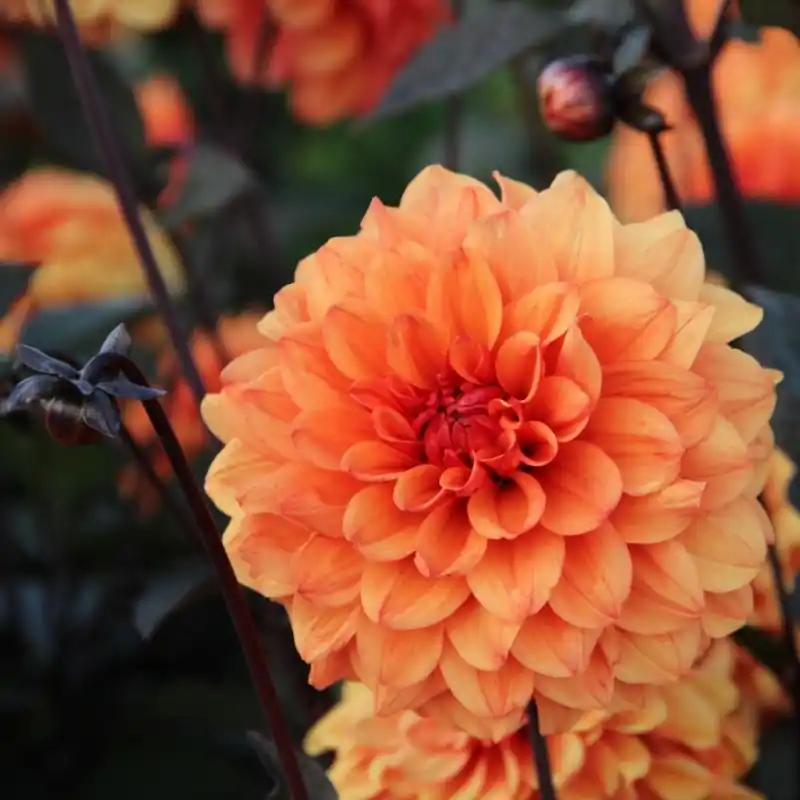 Net gelanceerd | Dahlia ‘David Howard‘