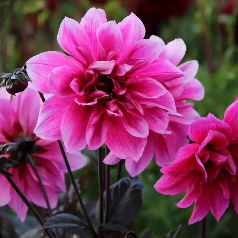 Dahlia ‘Fascination‘ - Topkwaliteit