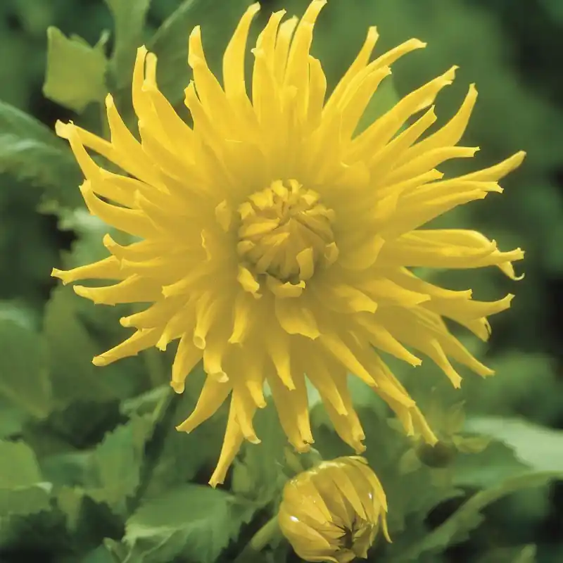 Dahlia ‘Kennemerland‘ | Net toegevoegd