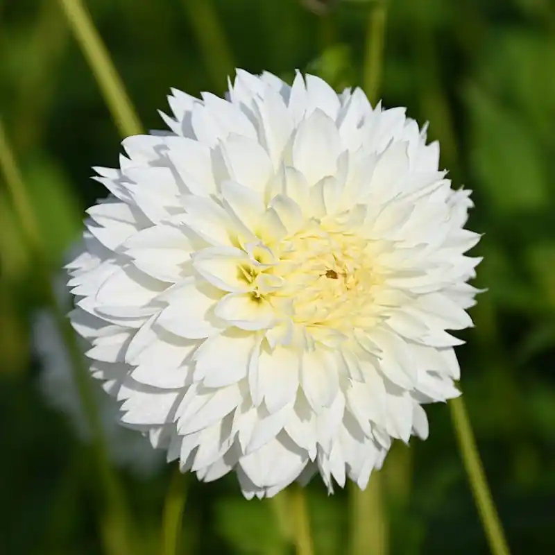 Dahlia ‘Myama Fubuki‘ | Prijs verlaagd