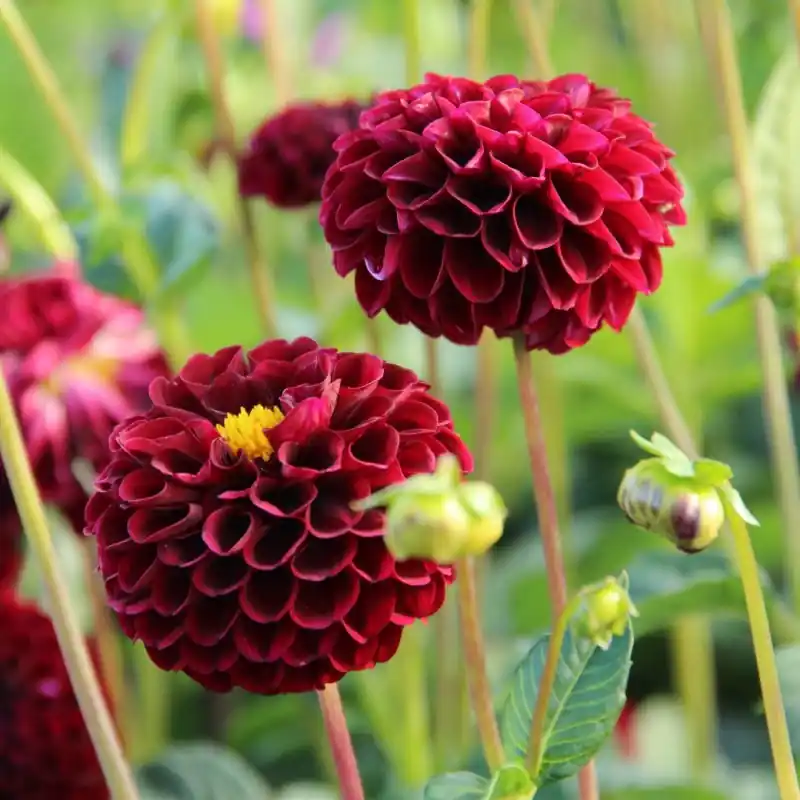Online bestellen - Dahlia ‘Natal‘
