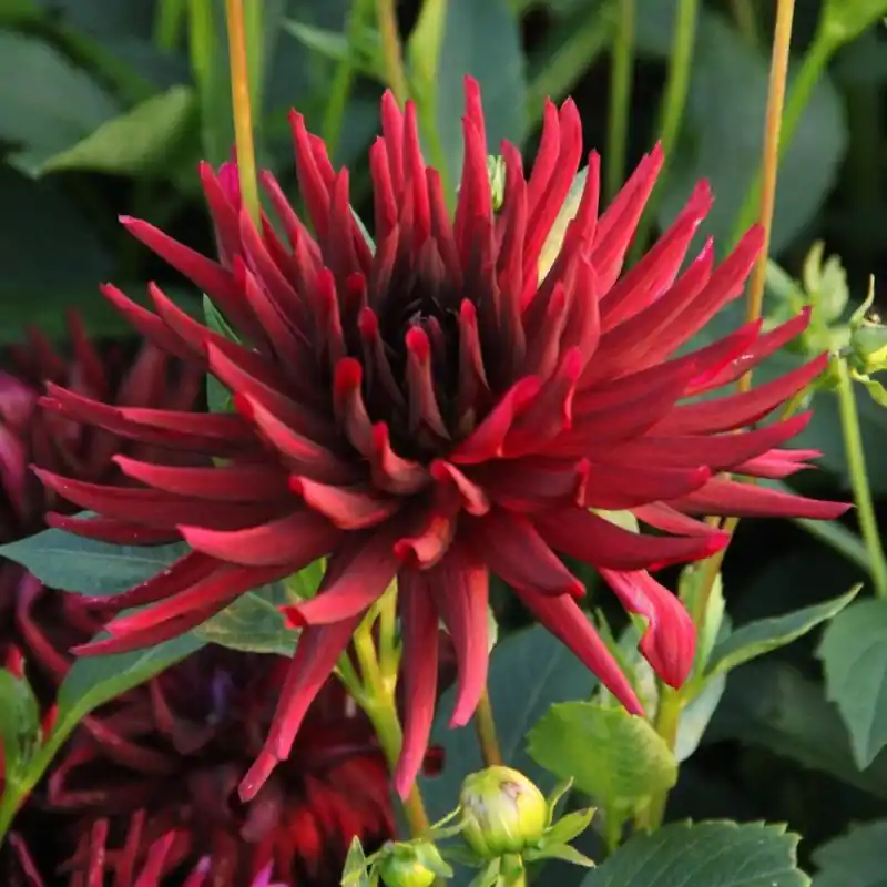 Dahlia ‘Nuit d‘Été‘ | Meest verkocht