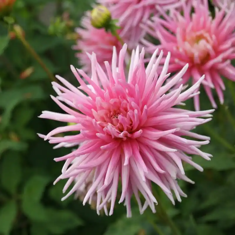 Dahlia ‘Park Princess‘ - Pak je kans