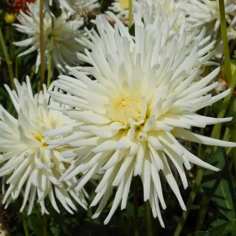 Bestelbaar | Dahlia ‘Playa Blanca‘