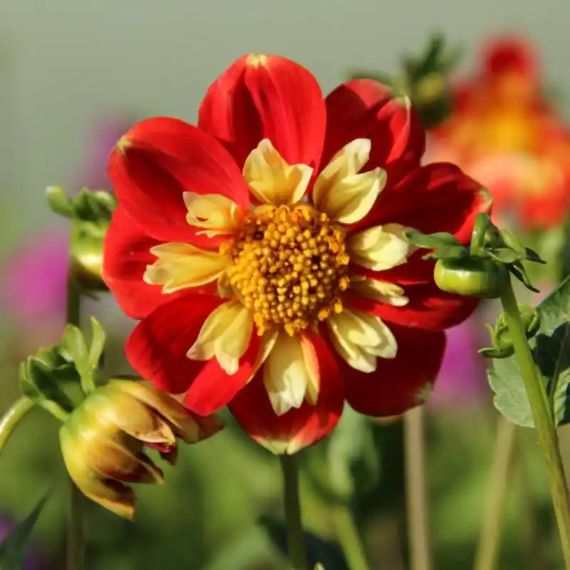 Beste prijs - Dahlia ‘Pooh‘