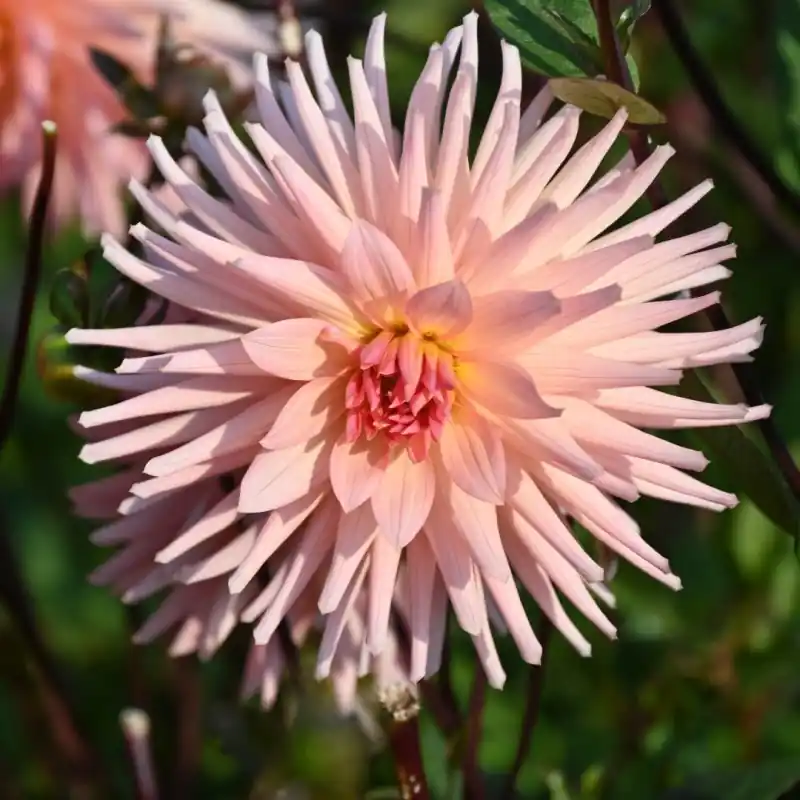 Dahlia ‘Préference‘ - Bestel nu