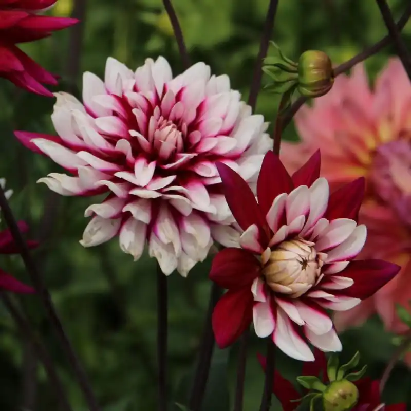 Dahlia ‘Rebecca‘s World´ - Dagdeal