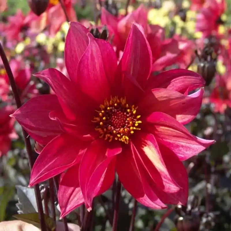 Dahlia ‘Waltzing Mathilda‘ ™ -BIO- | Meest verkocht