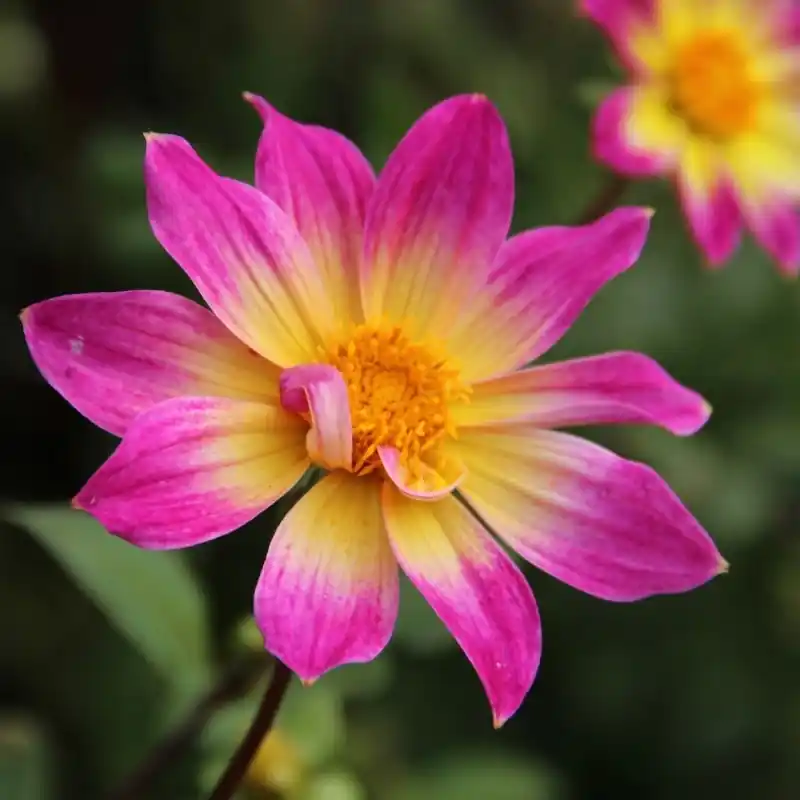 Populair bij klanten - Dahlia ‘Bright Eyes‘ -BIO-