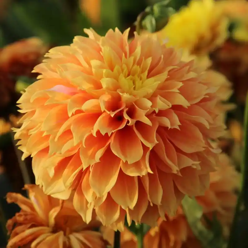 Laatste stuks | Dahlia ‘Deep Impact‘