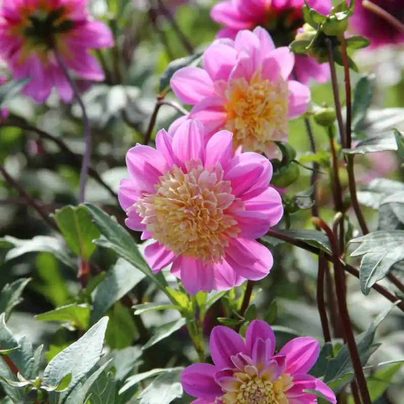 Dahlia ‘Take Off‘ - Topprijs