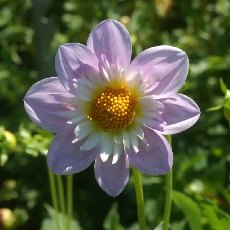 Dahlia ‘Teesbrooke Audrey‘ | Aanbieding loopt bijna af
