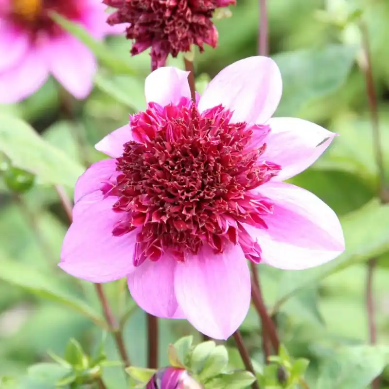 Koopje | Dahlia ‘Blue Bayou‘ ®
