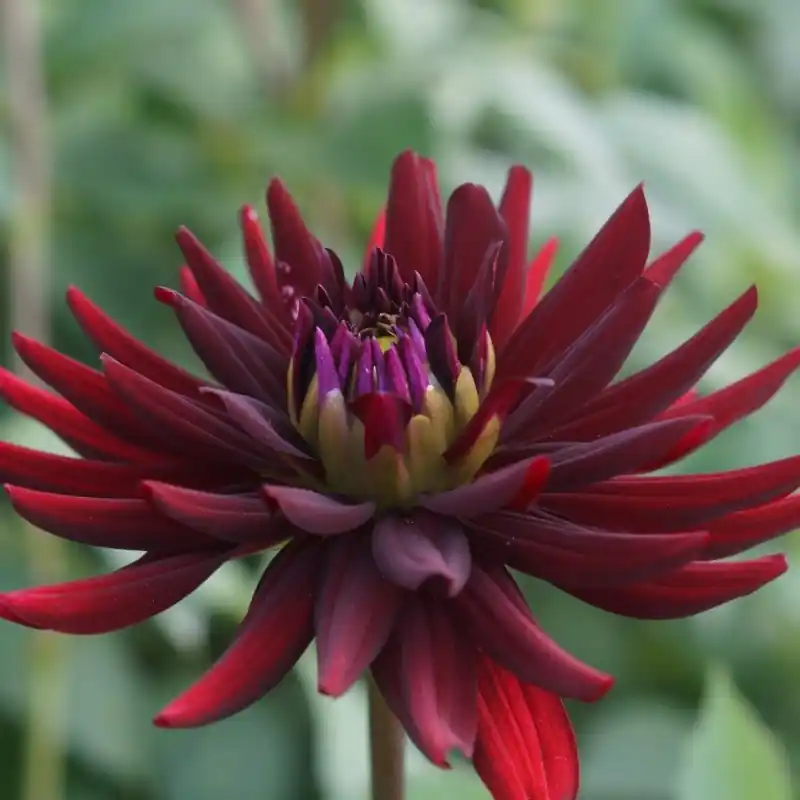 Professionele kwaliteit - Dahlia ‘Chat Noir‘