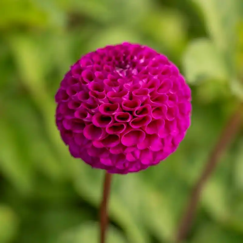 Dahlia ‘Rocco‘ | Profiteer nu