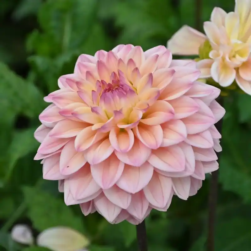 Dahlia ‘Princesse Elisabeth‘ - Populair bij klanten