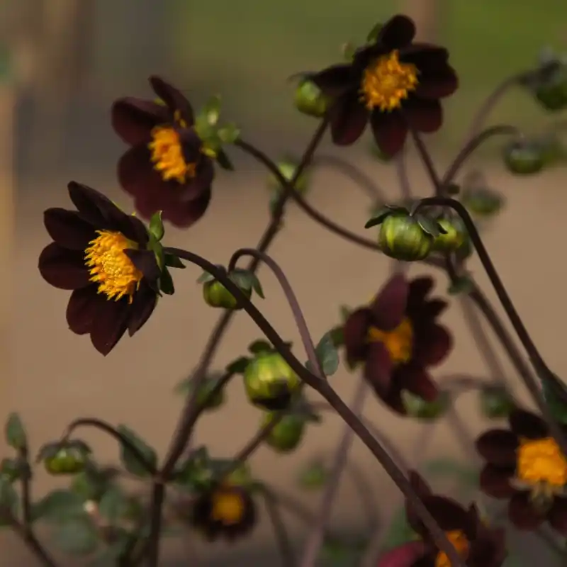 Dahlia ‘Mexican Star‘ -BIO- | Spoedlevering