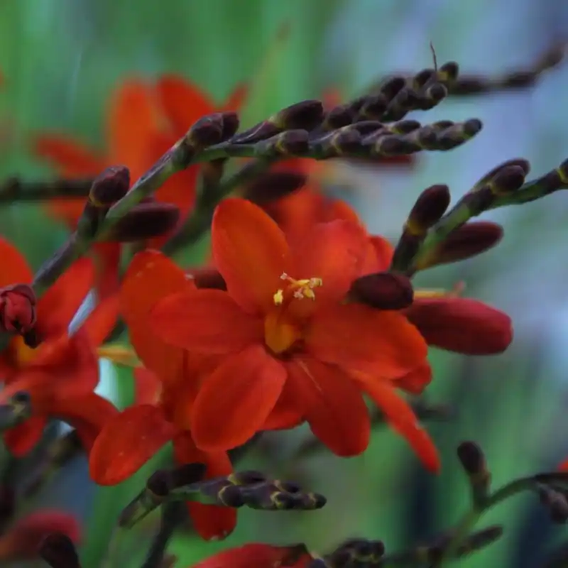 Dagdeal | Crocosmia ‘Anna Marie‘