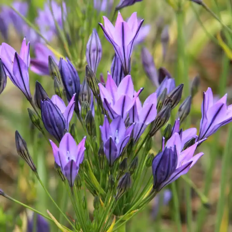Triteleia ‘Koningin Fabiola‘ | Vanaf nu beschikbaar