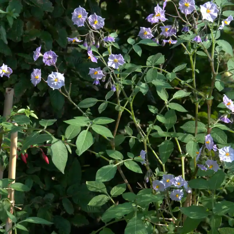 Voorraad bijna op - Solanum tuberosum ‘Grimpanti‘
