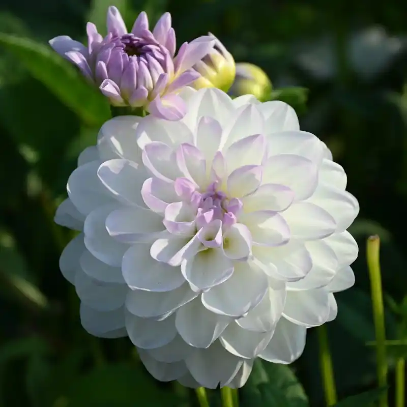 Tijdelijke aanbieding | Dahlia ‘Eveline‘