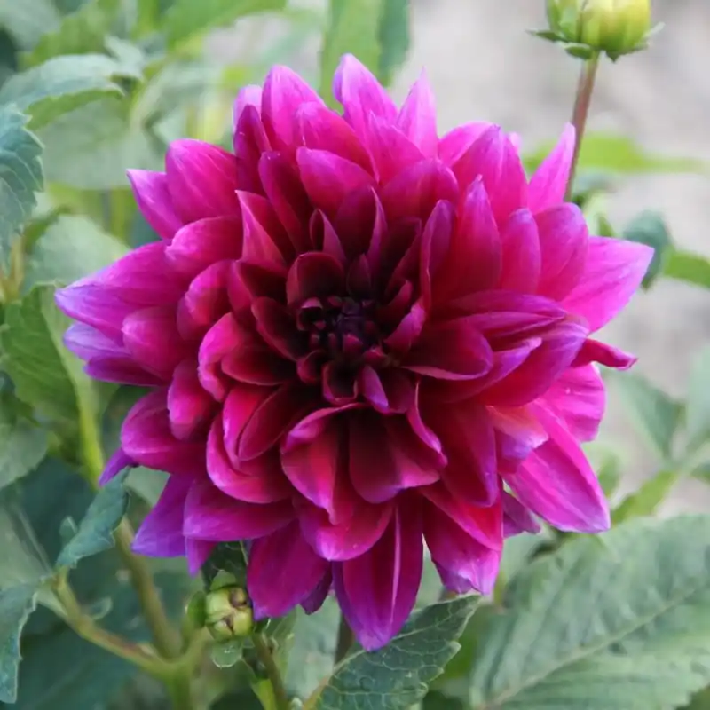 Superprijs - Dahlia ‘Le Baron‘