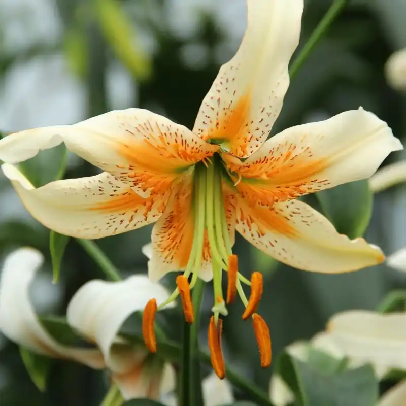 Lilium ‘Lady Alice‘ | Direct kopen