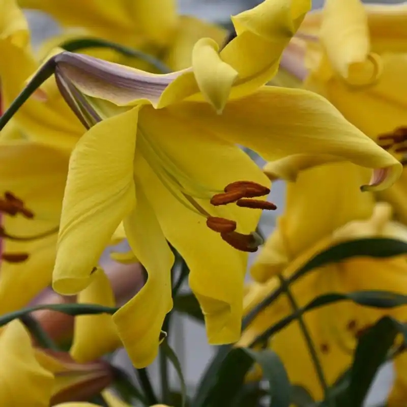 Lilium ‘Golden Splendour‘ - Zeer goed beoordeeld