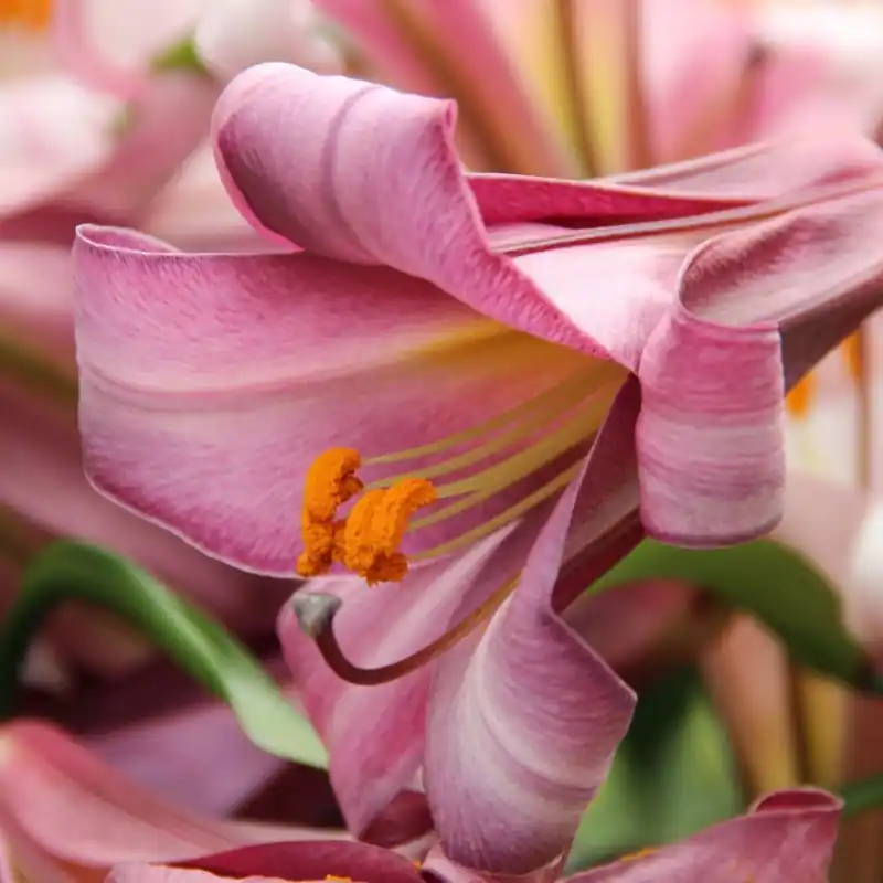 Lilium ‘Pink Perfection‘ - Mis het niet