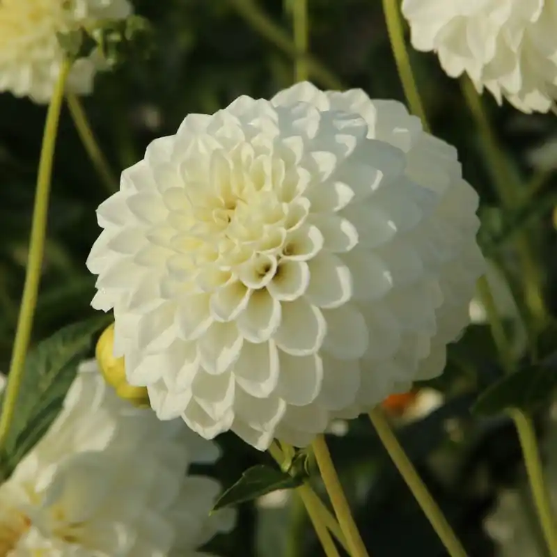 Dahlia ‘Boom Boom White‘ - Klaar voor verzending