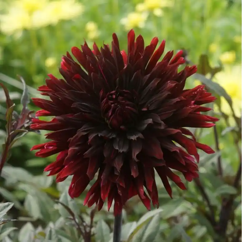 Dahlia ‘Black Jack‘ - Topdeal