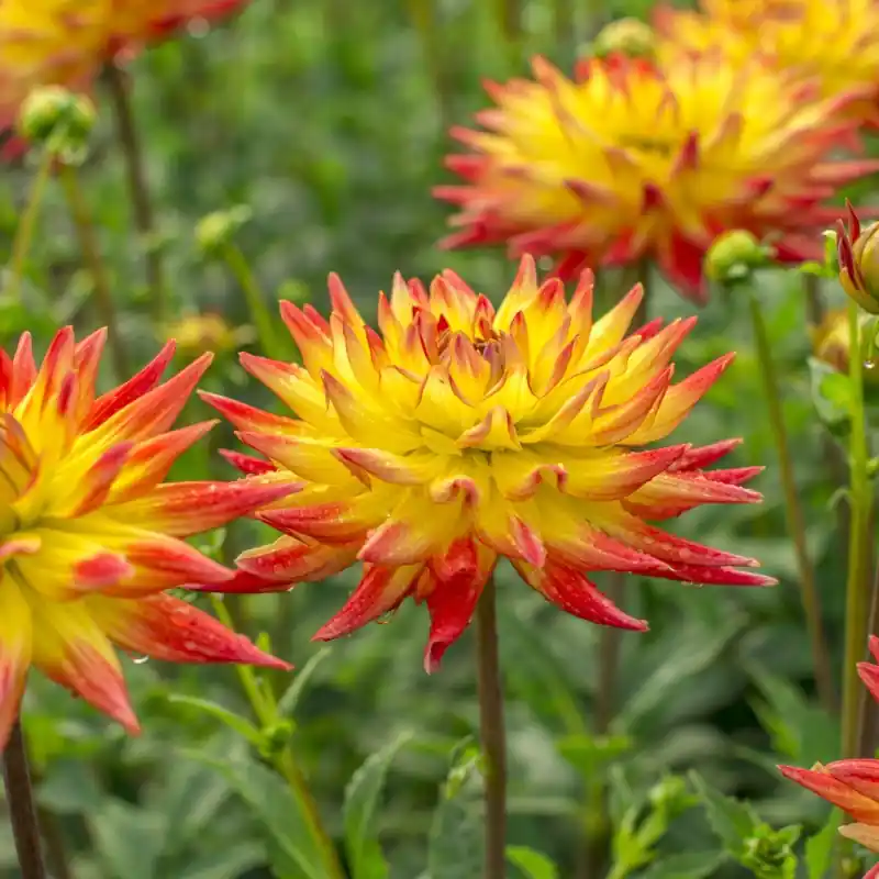 Snelle verzending | Dahlia ‘Bridge View Aloha‘