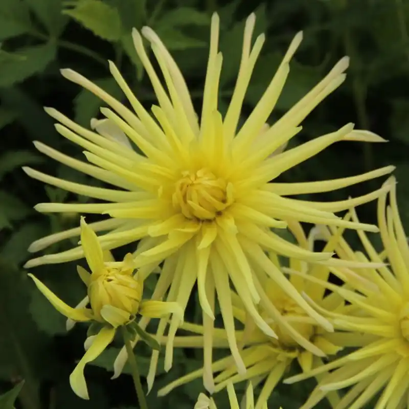 Dahlia ‘Gryson‘s Yellow Spider‘ - Tijdelijk aanbod