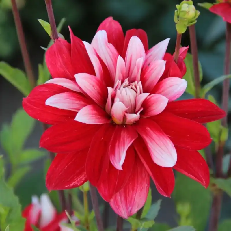 Dahlia ‘Catching Fire‘ | Actieprijs