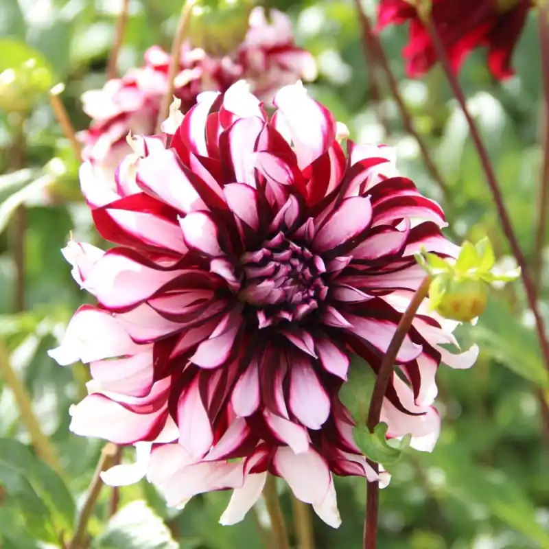 Dahlia ‘Tartan‘ - Tijdelijke aanbieding