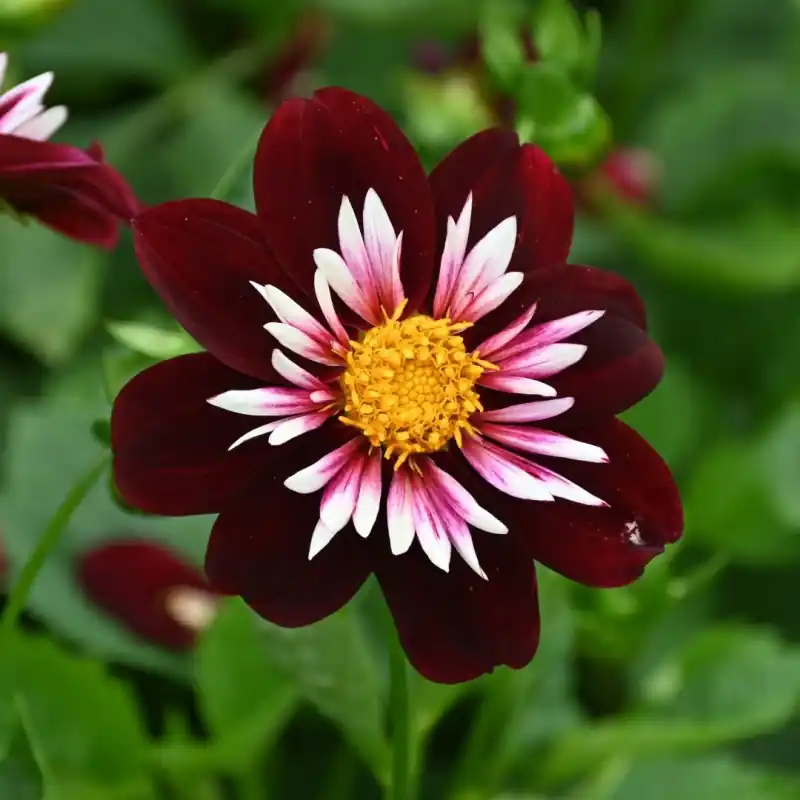 Dahlia ‘Night Butterfly‘ - Nieuw
