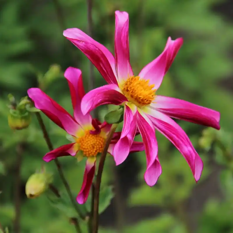 Dahlia ‘Honka Roze‘ | Verlaagde prijs