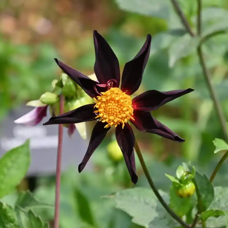 Uitverkoop | Dahlia ‘Verrone‘s Obsidian‘