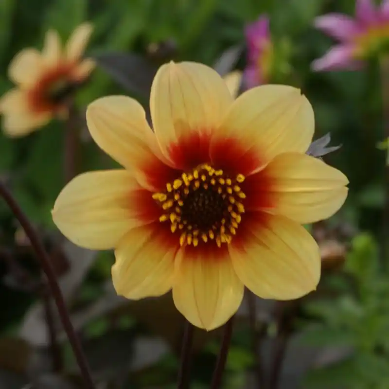 Premiumkwaliteit | Dahlia ‘Sunshine‘