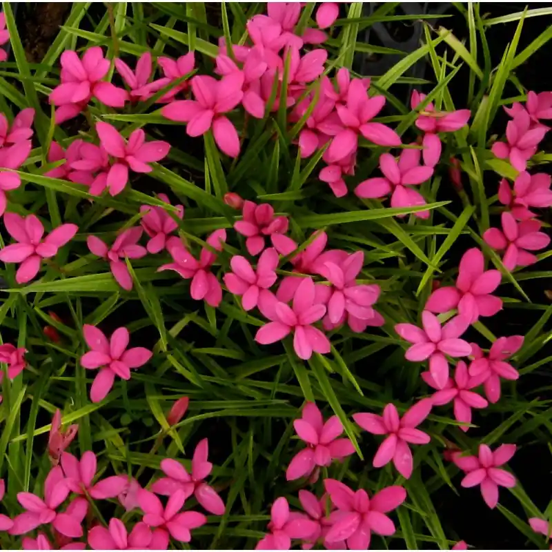 Hoog gewaardeerd - Rhodohypoxis deflexa