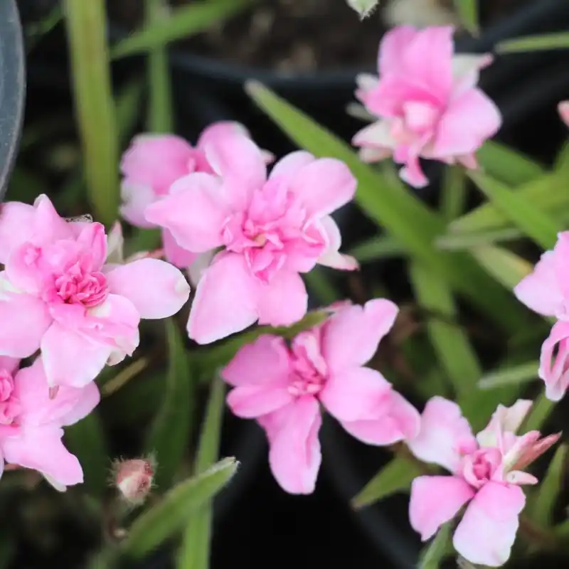 Laatste dagen - Rhodohypoxis bauri ‘Lily Jean‘