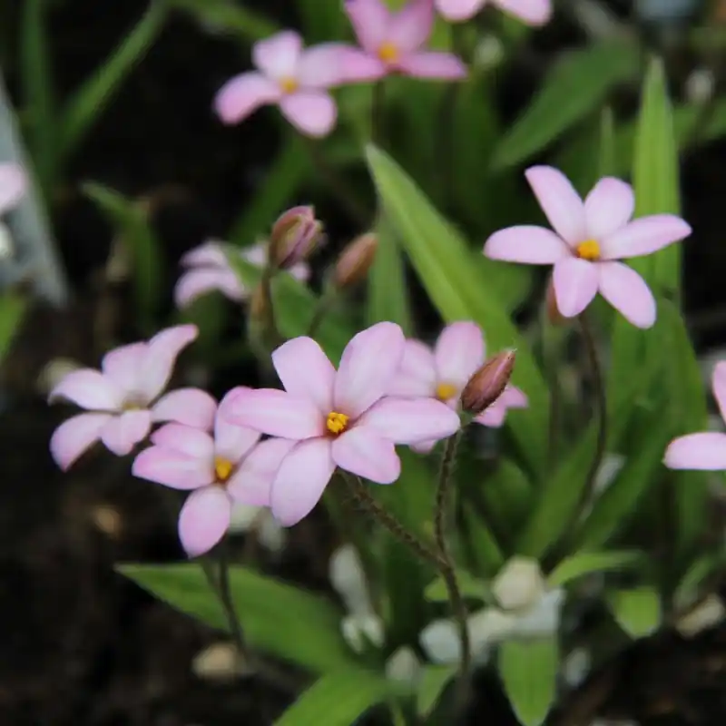 Rhodoxis ‘Little Pink Pet‘ | Sale