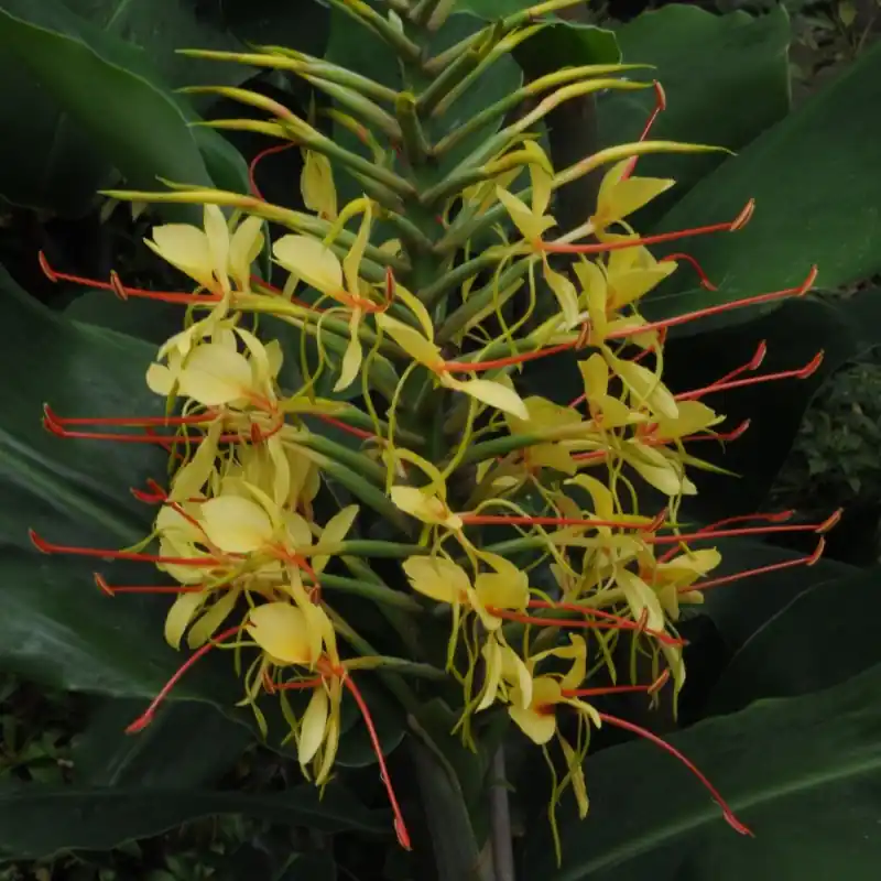 Uitverkoop - Hedychium gardnerianum