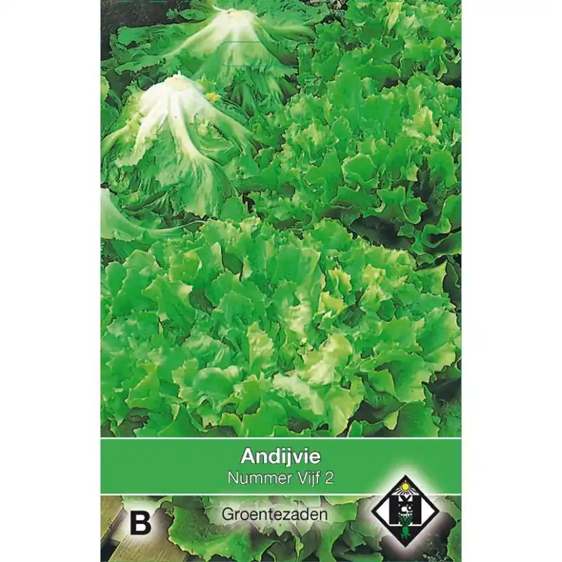 Andijvie, Cichorium endivia ‘Nummer Vijf 2‘ -zaden- | Opruiming
