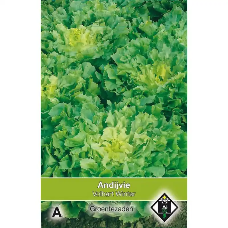 Direct van de fabrikant | Andijvie, Cichorium endivia ‘Breedblad Volhart Winter‘ -zaden-