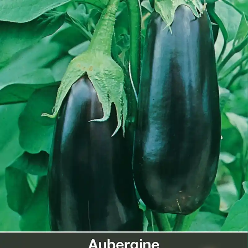 Aubergine Bonica F1 -zaden- | Nieuwe release