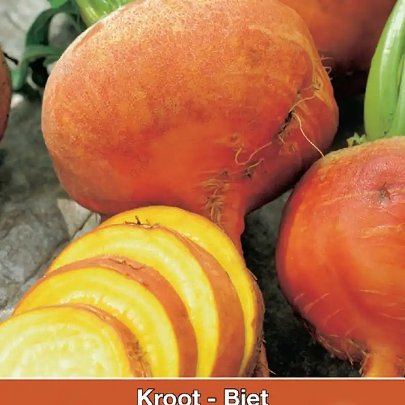 Biet - Kroot, Beta vulgaris ‘Burpees Golden‘ -zaden- - Scherpe prijs