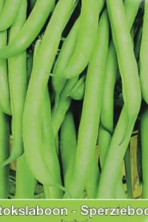 Zolang de voorraad strekt | Stokslaboon-Sperzieboon, Phaseolus vulgaris ‘Isabel‘, 30 gr. -zaden-