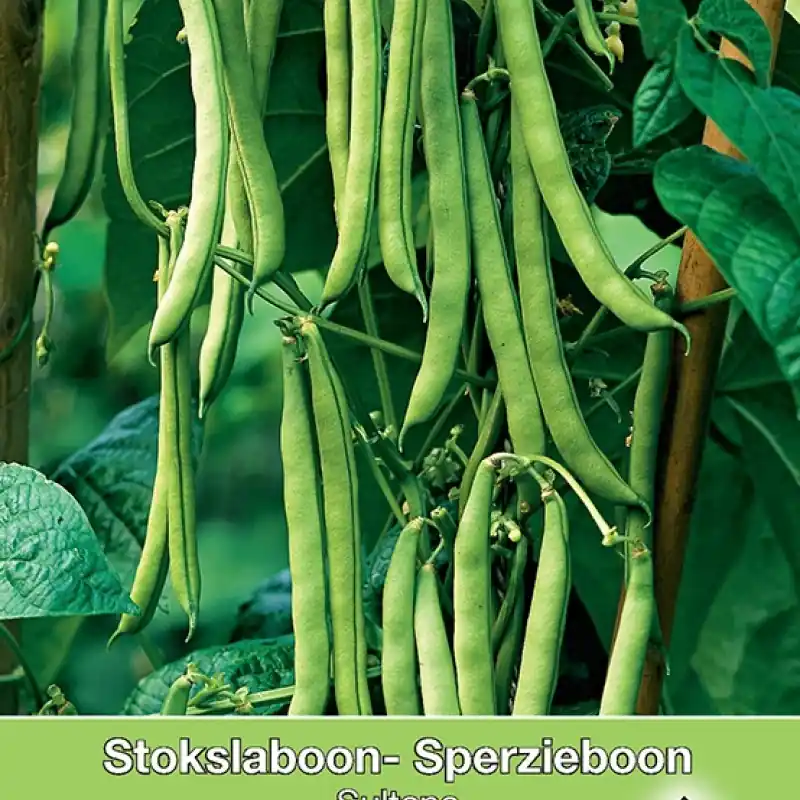 Stokslaboon Mamba, 25 gr. -zaden- | Lage prijs
