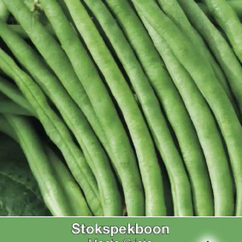 Stokspekboon, Phaseolus vulgaris ‘Neckarkonigin‘, 30 gr. -zaden- - Nieuw in de shop